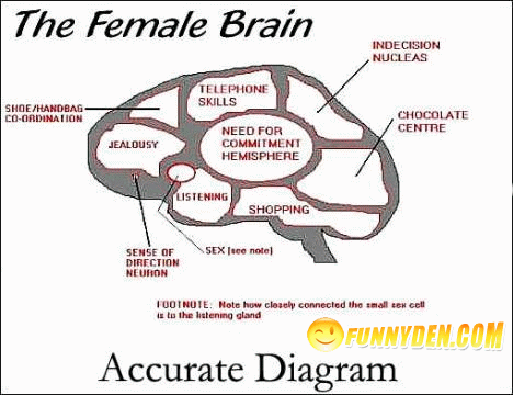 diagram of Female brain