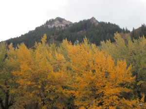 We actually got to see leaves while they still had plenty of color this year!