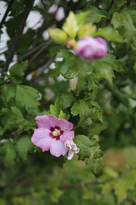 The final blooms on the rose of Sharon in my back yard.