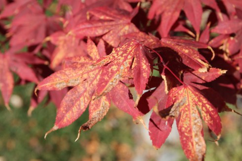 More autumness. I love this season. I'm amazed at how long the weather has held warm this year and I'm enjoying it. Never fear. The snow will come.
