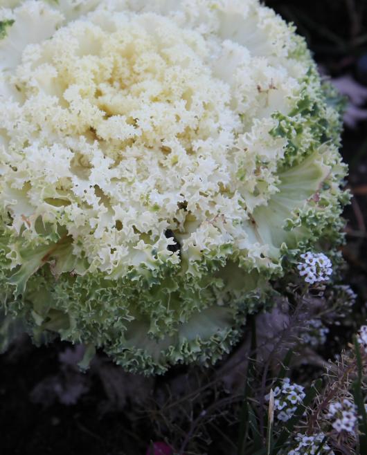 Why the photo of ornamental cabbage, you may ask. Because I think it's beautiful, I will answer. Taken this afternoon.